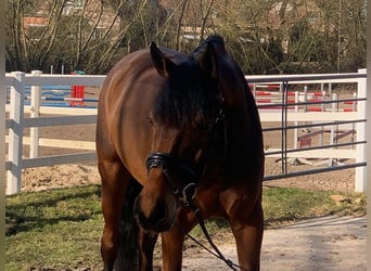 Hannoveriano, Caballo castrado, 5 años, 171 cm, Castaño