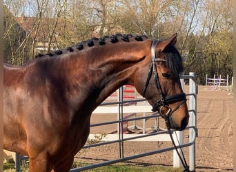 Hannoveriano, Caballo castrado, 5 años, 171 cm, Castaño