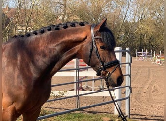 Hannoveriano, Caballo castrado, 5 años, 171 cm, Castaño