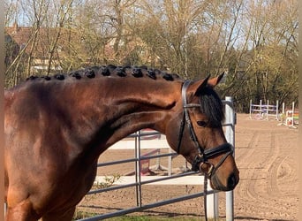 Hannoveriano, Caballo castrado, 5 años, 171 cm, Castaño