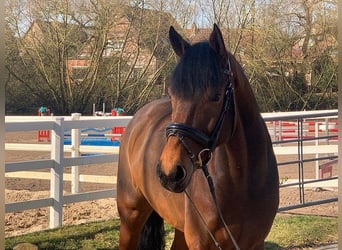 Hannoveriano, Caballo castrado, 5 años, 171 cm, Castaño