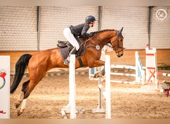 Hannoveriano, Caballo castrado, 5 años, 171 cm, Castaño
