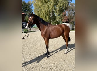 Hannoveriano, Caballo castrado, 5 años, 171 cm, Castaño