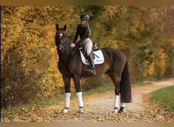Hannoveriano, Caballo castrado, 5 años, 171 cm, Castaño oscuro