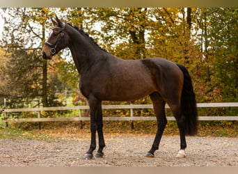 Hannoveriano, Caballo castrado, 5 años, 171 cm, Castaño oscuro