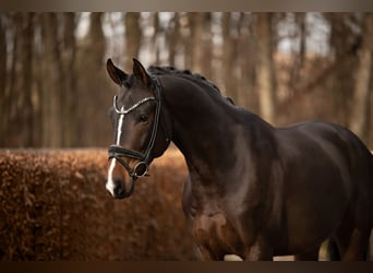 Hannoveriano, Caballo castrado, 5 años, 171 cm, Morcillo