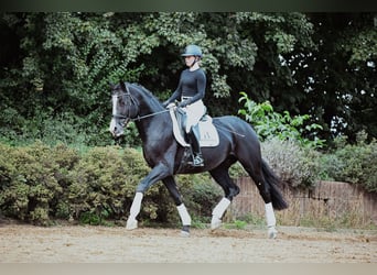 Hannoveriano, Caballo castrado, 5 años, 171 cm, Negro