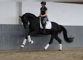 Hannoveriano, Caballo castrado, 5 años, 171 cm, Negro