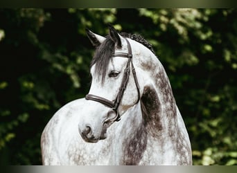 Hannoveriano, Caballo castrado, 5 años, 171 cm, Tordo