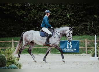 Hannoveriano, Caballo castrado, 5 años, 171 cm, Tordo