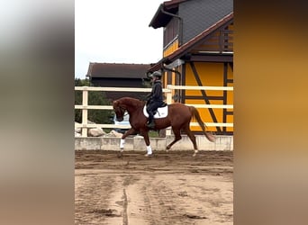 Hannoveriano, Caballo castrado, 5 años, 172 cm, Alazán
