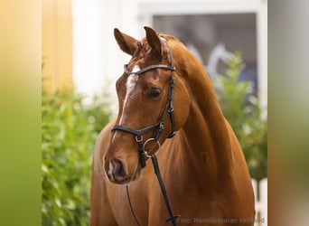Hannoveriano, Caballo castrado, 5 años, 172 cm, Alazán