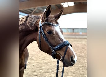 Hannoveriano, Caballo castrado, 5 años, 172 cm, Alazán-tostado