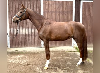 Hannoveriano, Caballo castrado, 5 años, 172 cm, Alazán-tostado