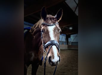 Hannoveriano, Caballo castrado, 5 años, 172 cm, Alazán-tostado