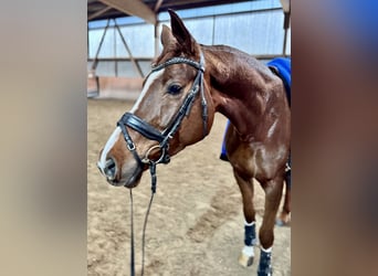 Hannoveriano, Caballo castrado, 5 años, 172 cm, Alazán-tostado