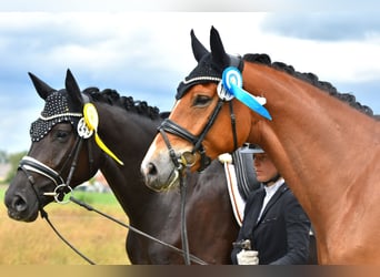 Hannoveriano, Caballo castrado, 5 años, 172 cm, Castaño