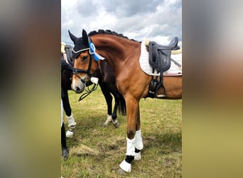 Hannoveriano, Caballo castrado, 5 años, 172 cm, Castaño
