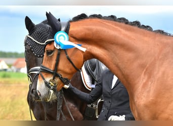 Hannoveriano, Caballo castrado, 5 años, 172 cm, Castaño