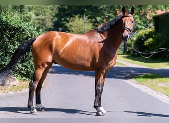 Hannoveriano, Caballo castrado, 5 años, 172 cm, Castaño