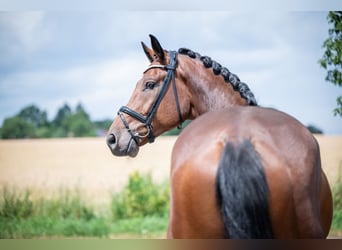 Hannoveriano, Caballo castrado, 5 años, 172 cm, Castaño