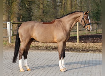 Hannoveriano, Caballo castrado, 5 años, 172 cm, Castaño