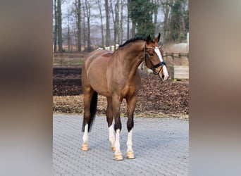 Hannoveriano, Caballo castrado, 5 años, 172 cm, Castaño