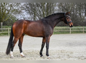 Hannoveriano, Caballo castrado, 5 años, 172 cm, Castaño