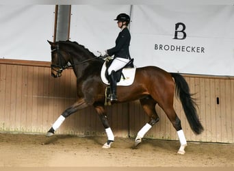 Hannoveriano, Caballo castrado, 5 años, 172 cm, Castaño