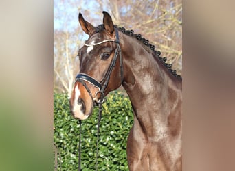 Hannoveriano, Caballo castrado, 5 años, 172 cm, Castaño