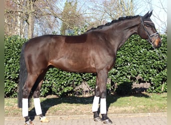 Hannoveriano, Caballo castrado, 5 años, 172 cm, Castaño