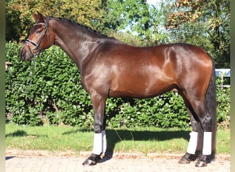 Hannoveriano, Caballo castrado, 5 años, 172 cm, Castaño