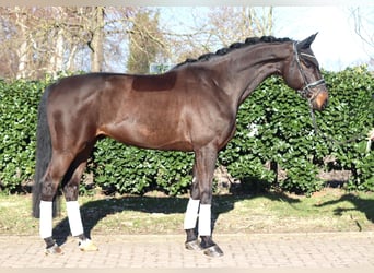 Hannoveriano, Caballo castrado, 5 años, 172 cm, Castaño