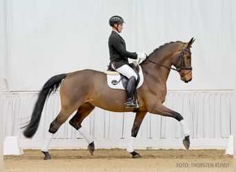 Hannoveriano, Caballo castrado, 5 años, 172 cm, Castaño