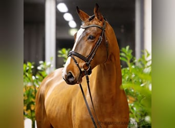 Hannoveriano, Caballo castrado, 5 años, 172 cm, Castaño