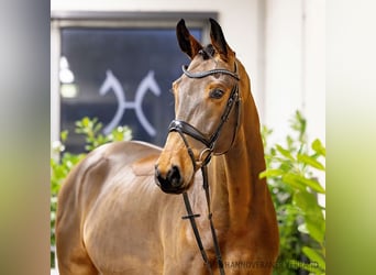 Hannoveriano, Caballo castrado, 5 años, 172 cm, Castaño