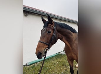 Hannoveriano, Caballo castrado, 5 años, 172 cm, Castaño