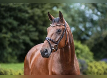 Hannoveriano, Caballo castrado, 5 años, 172 cm, Castaño