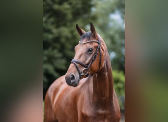 Hannoveriano, Caballo castrado, 5 años, 172 cm, Castaño