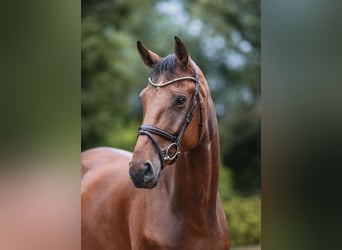 Hannoveriano, Caballo castrado, 5 años, 172 cm, Castaño