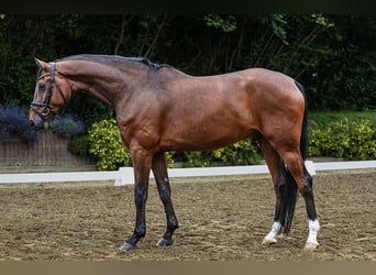 Hannoveriano, Caballo castrado, 5 años, 172 cm, Castaño