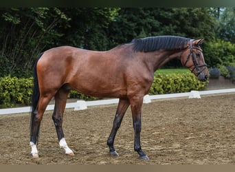 Hannoveriano, Caballo castrado, 5 años, 172 cm, Castaño