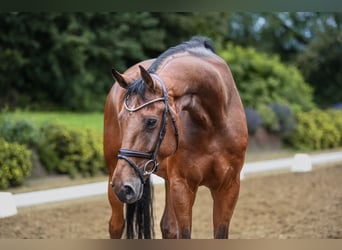 Hannoveriano, Caballo castrado, 5 años, 172 cm, Castaño