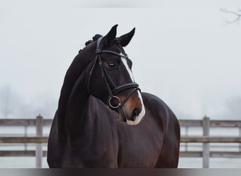 Hannoveriano, Caballo castrado, 5 años, 172 cm, Castaño oscuro