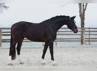 Hannoveriano, Caballo castrado, 5 años, 172 cm, Castaño oscuro