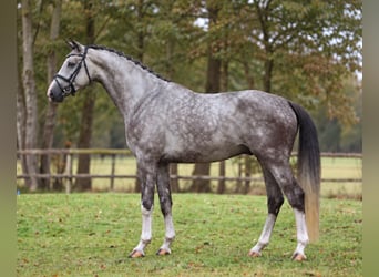 Hannoveriano, Caballo castrado, 5 años, 172 cm, Musgo