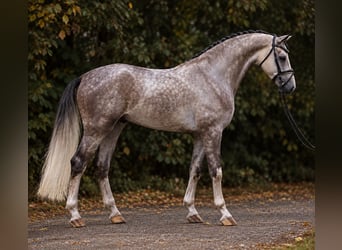 Hannoveriano, Caballo castrado, 5 años, 172 cm, Musgo