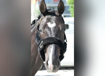 Hannoveriano, Caballo castrado, 5 años, 172 cm, Negro