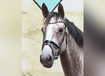 Hannoveriano, Caballo castrado, 5 años, 172 cm, Tordo