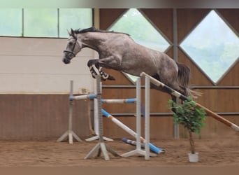 Hannoveriano, Caballo castrado, 5 años, 172 cm, Tordo